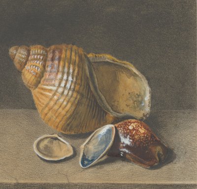 Eine Kaurimuschel und eine größere und zwei kleinere Muscheln, spätes 17. bis mittleres 18. Jahrhundert von Unbekannt
