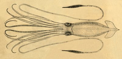 Ein Diagramm des Riesenkalmars, 1881 von Unbekannt