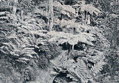 Ein Wald von Baumfarnen, Leura, Blue Mountains, um 1900 von Unbekannt