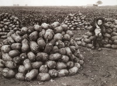 Ein kleines Mädchen mit Haufen geernteter Rüben, nahe Landskrona, Schweden, 1910 von Unbekannt