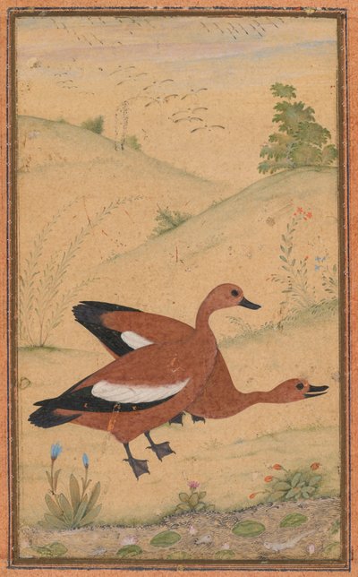 Ein Paar Brahminenenten, ca. 1595, Ränder wahrscheinlich im 19. Jahrhundert hinzugefügt von Unbekannt