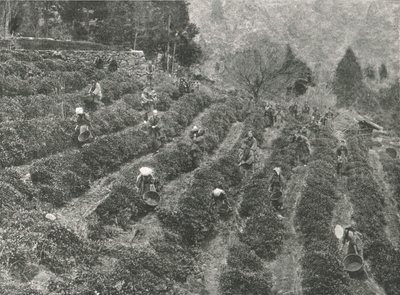 Eine Teeplantage außerhalb der Stadt, Kobe, Japan, 1895 von Unbekannt