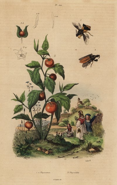Hinterhaltwanze, Macrocephalus cimicoides 1,2, und Blasenkirsche oder Lampionblume, Physalis alkekengi 3 von Unbekannt