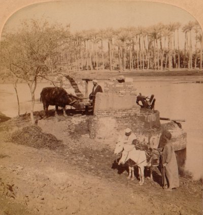 Ein ägyptischer Sakiyeh, der Nilwasser zur Bewässerung schöpft, Ägypten, 1896 von Unbekannt