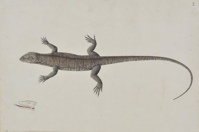 Ein indischer Bish-Khopra-Leguan, ca. 1790 von Unbekannt