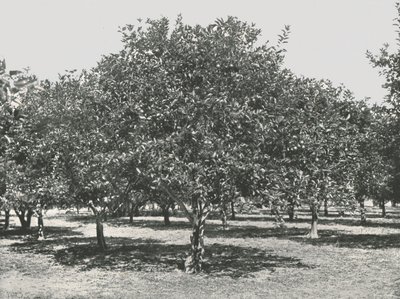 Ein Orangenhain in der Nähe der Stadt, St. Augustine, USA, 1895 von Unbekannt