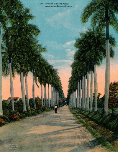 Allee der Königspalmen, Kuba, um 1920 von Unbekannt
