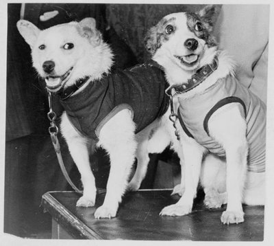 Belka und Strelka, russische Kosmonauten-Hunde, 1960 von Unbekannt