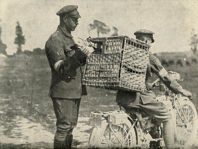 Britische Armee-Brieftauben in Frankreich von Unbekannt