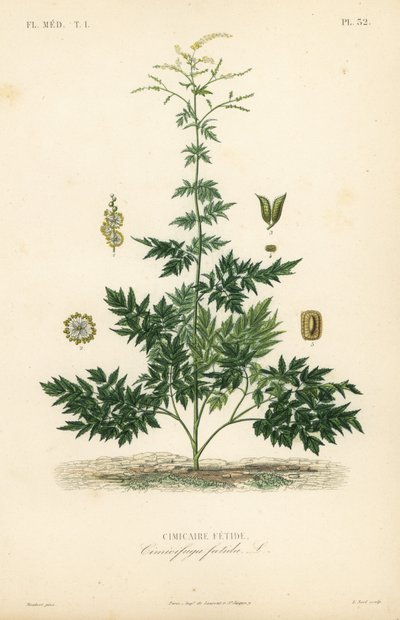 Silberkerze oder Traubensilberkerze, Actaea cimicifuga, Stinkende Traubensilberkerze von Unbekannt