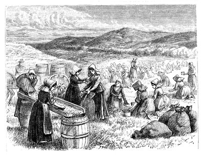 Frauen auf Cape Cod pflücken und sortieren Cranberries, 1875 von Unbekannt