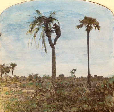 Kapitän Osman schießt von einem Baum mit Hilfe von Riemen, Indien, 1900er Jahre von Unbekannt