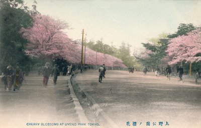 Kirschblüten im Uyeno-Park Tokio, um 1910 von Unbekannt