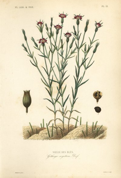 Gewöhnliche Kornrade, Agrostemma githago, Githago segetum, Nielle des blés, handkolorierter Stahlstich von L von Unbekannt