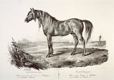 Kopenhagen, das Pferd des Herzogs von Wellington, 19. Jahrhundert von Unbekannt