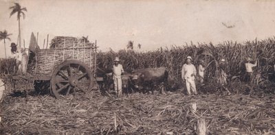 Corte de Canna. - Zuckerrohrernte. Kuba, um 1900 von Unbekannt