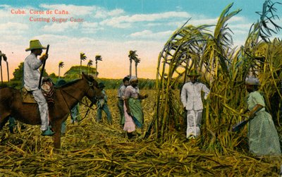 Kuba: Corte de Cana. Zuckerrohr schneiden, ca. 1910 von Unbekannt