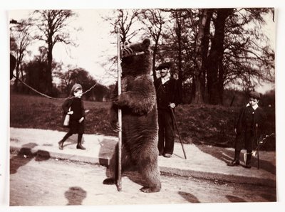 Tanzender Bär, um 1905 von Unbekannt