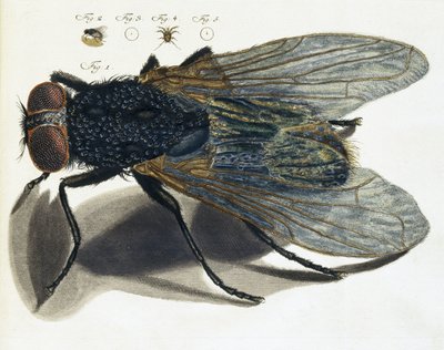 Beschreibung einer Fliege unter dem Mikroskop von Unbekannt