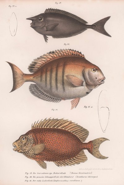 Doktorfisch, Gemeiner Schnapper, Kurzschnäuziger Einhornfisch von Unbekannt