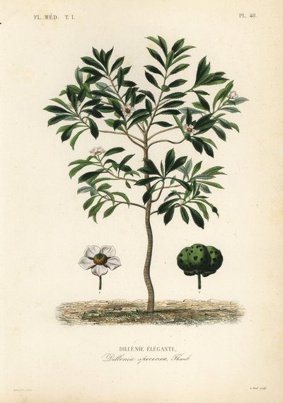 Elefantenapfel, Dillenia indica von Unbekannt