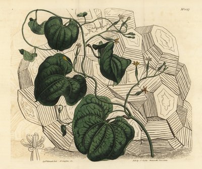 Elefantenfuß, Dioscorea elephantipes von Unbekannt