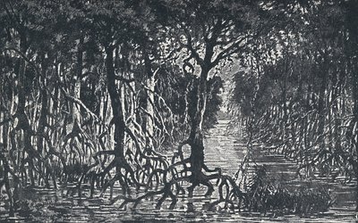 Äquatorialer afrikanischer Wald, 1924 von Unbekannt