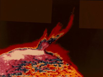 Falschfarbenbild eines Sonnensturms von Skylab, 1973 von Unbekannt