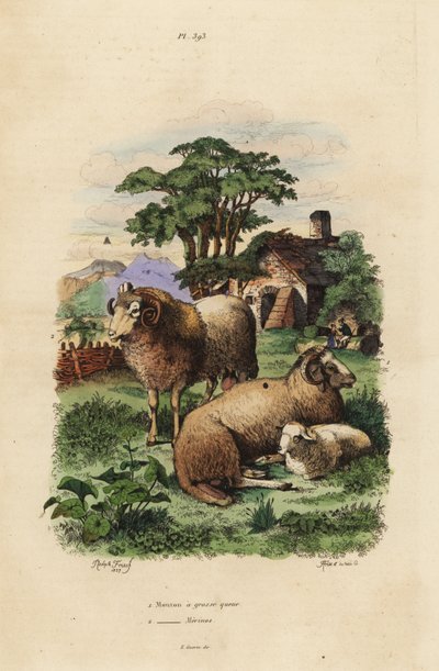 Fettschwanzschaf, Ovis aries 1, und Merinoschaf, Ovis aries 2 von Unbekannt