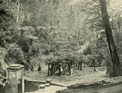 Farnbaum und Weg, Mount Wellington, 1901 von Unbekannt