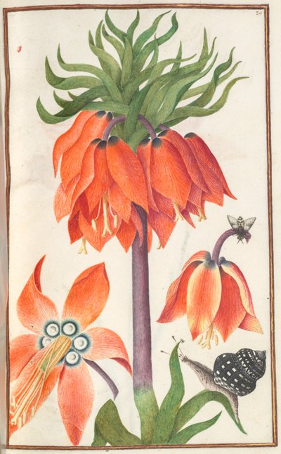 Florilegium: Seite 19 recto orange Fritillaria imperialis Kaiserkrone, 1608 von Unbekannt