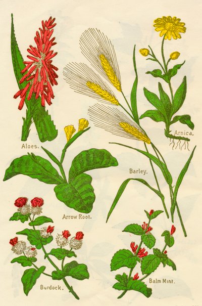 Blumen: Aloe, Arnika, Pfeilwurz, Gerste, Melisse, Klette von Unbekannt