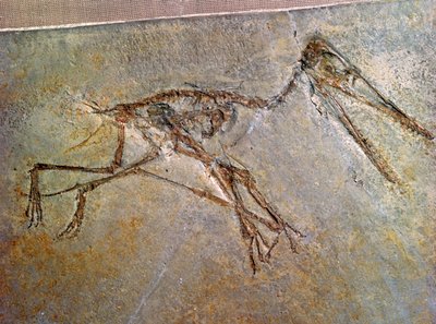 Fossiles Skelett eines Pterodaktylus aus der Sammlung des British Museum von Unbekannt