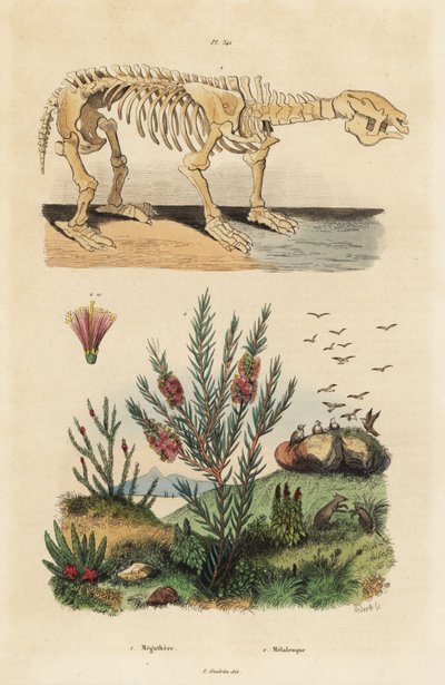 Fossiles Skelett eines ausgestorbenen Riesenfaultiers, Megatherium americanum, und Teebaum oder Honigmyrtenstrauch, Melaleuca-Arten von Unbekannt