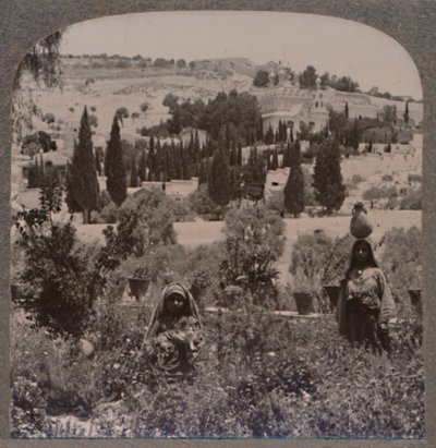 Garten von Gethsemane und Ölberg von den griechischen Gärten, um 1900 von Unbekannt