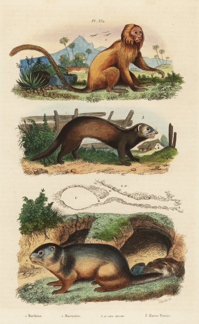 Goldener Löwenaffe, Leontopithecus rosalia, gefährdet 1, Alpenmurmeltier, Marmota marmota 2 und Bau, und Frettchen oder Iltis, Mustela putorius 3 von Unbekannt