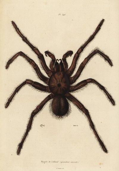 Goliath-Vogelspinne, Theraphosa blondi von Unbekannt