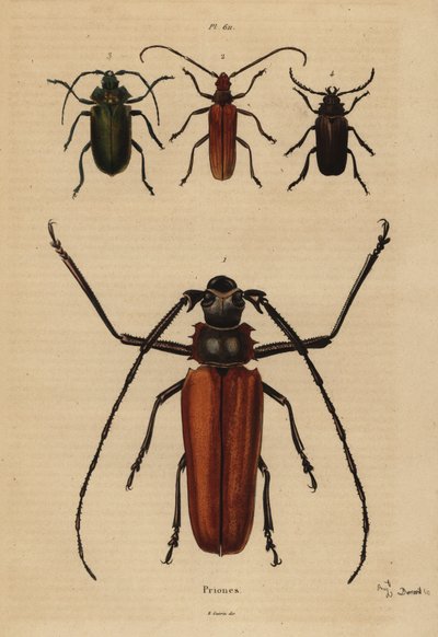Großer Langhornkäfer, Aegosoma scabricorne, Pyrodes nitidus und Prionus desmaretii von Unbekannt