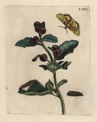 Große Klette, Arctium lappa Pflanze, mit Motte, Raupe und Puppe von Unbekannt