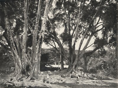 Gummibäume Ficus elastica, 1926 von Unbekannt