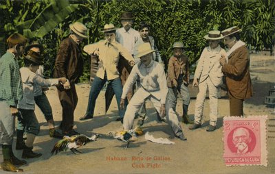 Habana: Rina de Gallos. Hahnenkampf, 1918 von Unbekannt
