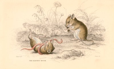 Erntemaus Micromys minutus der Alten Welt, 1828 von Unbekannt