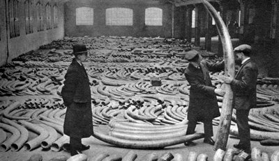 Elfenbeinlieferung, Royal Albert Dock, London, 1926-1927 von Unbekannt