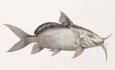 Der Pimedlode Guemel (Nahaufnahme) von Unbekannt