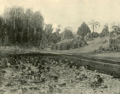 Seerosenteich, Botanische Gärten Brisbane, 1901 von Unbekannt