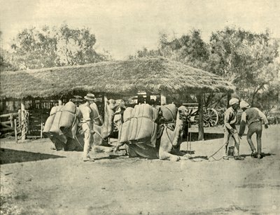 Kamele beladen, auf einer australischen Station, 1901 von Unbekannt
