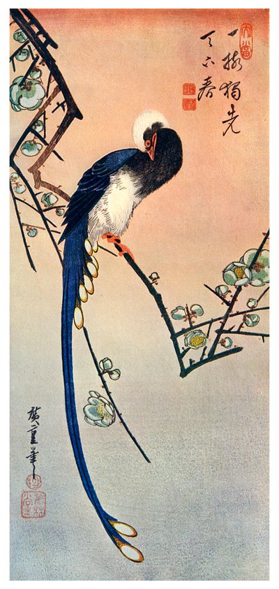 Langschwanz-Blauvogel auf einem blühenden Pflaumenbaumzweig von Unbekannt