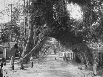 Malerischer alter Feigenbaum Ficus indica an der Straße Colombo-Galle bei Kalutara, 1926 von Unbekannt
