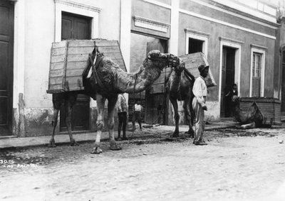 Mann mit Kamelen, Las Palmas, Gran Canaria, Kanarische Inseln, Spanien, ca. 1920er-1930er Jahre von Unbekannt