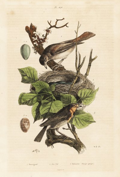 Nachtigall, Nest und Ei, Luscinia megarhynchos, und Europäisches Rotkehlchen, Ei, Erithacus rubecula von Unbekannt